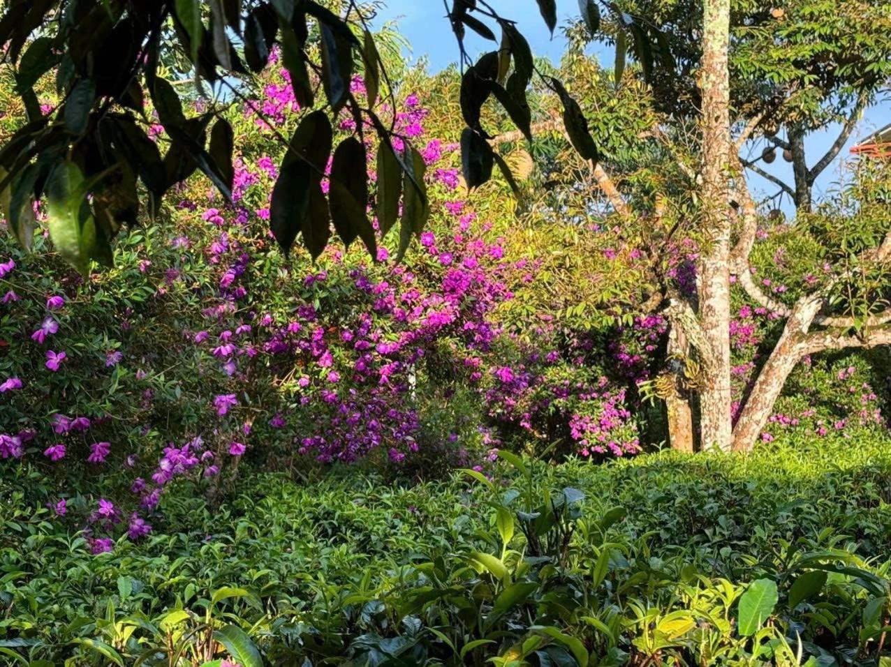 바오록 Tea Garden House 빌라 외부 사진