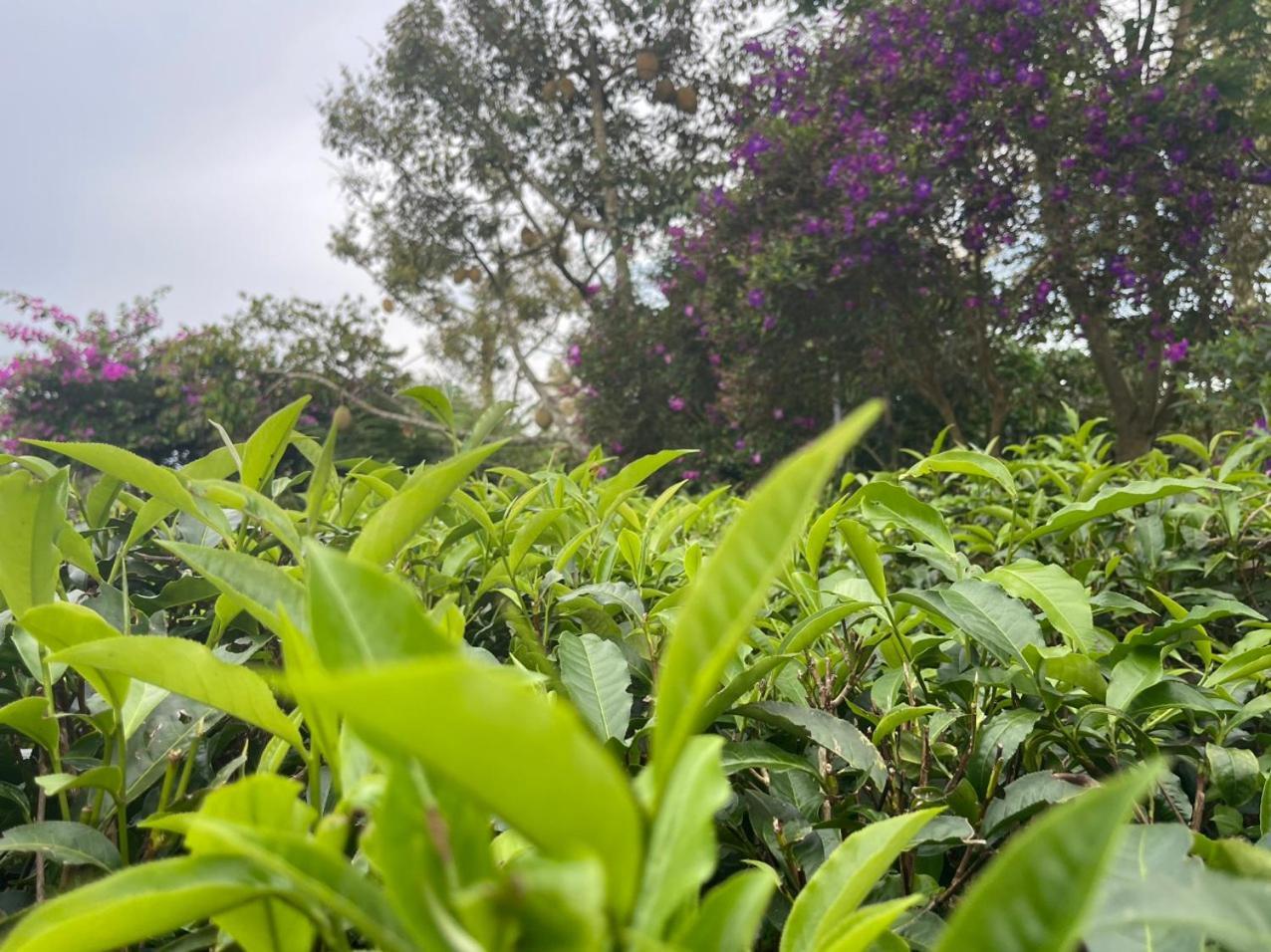 바오록 Tea Garden House 빌라 외부 사진