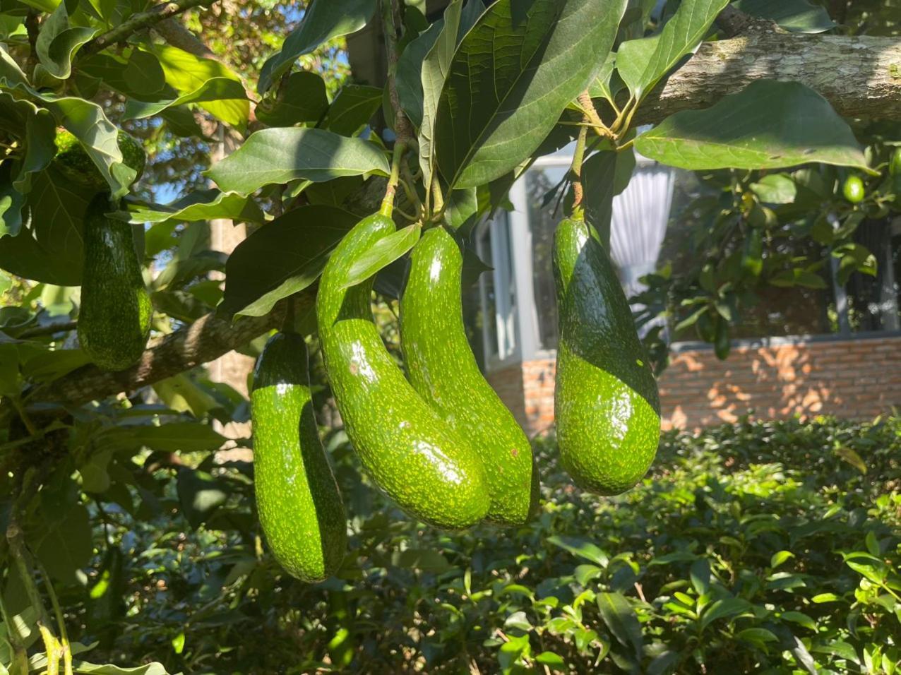 바오록 Tea Garden House 빌라 외부 사진