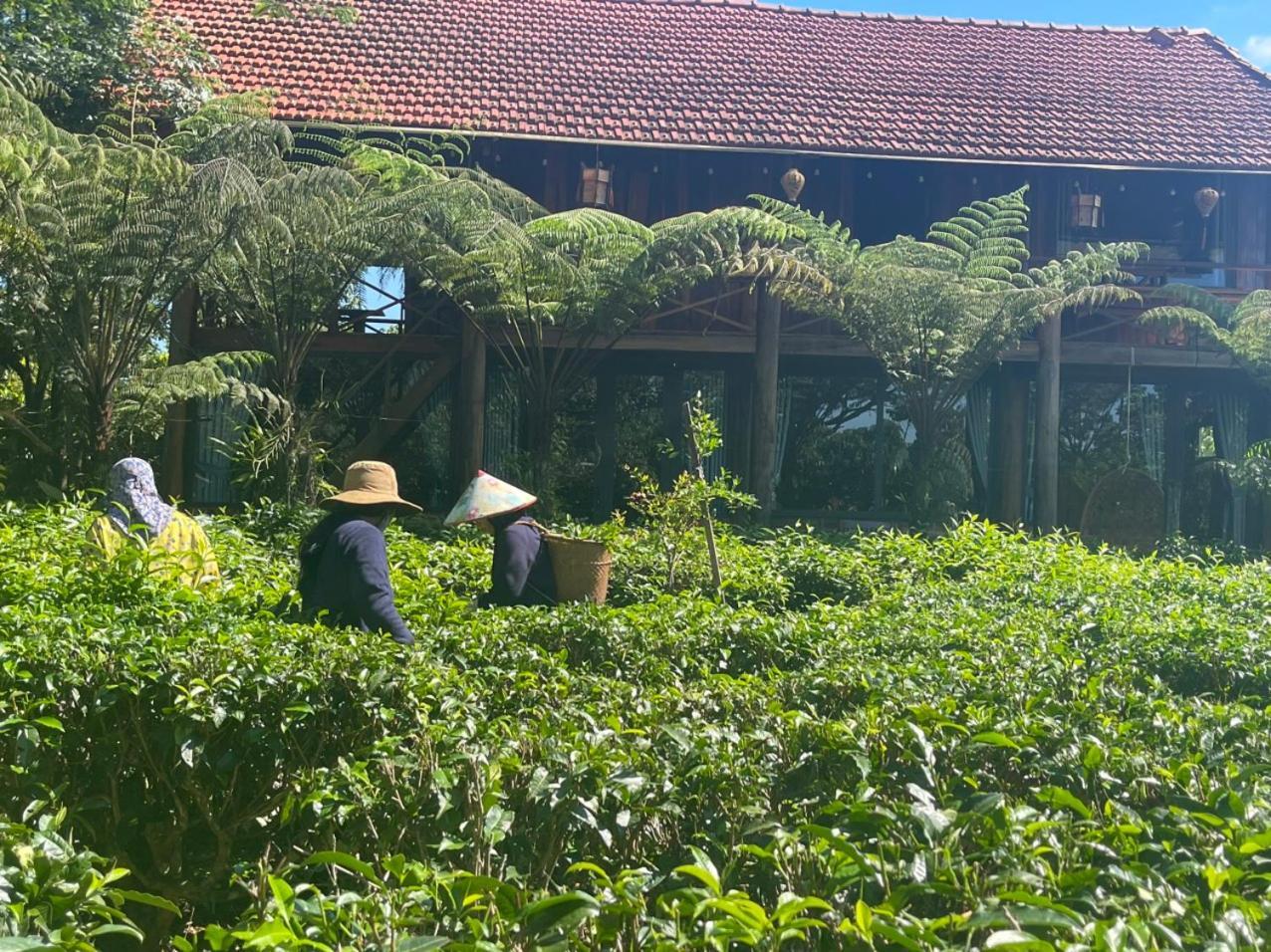 바오록 Tea Garden House 빌라 외부 사진