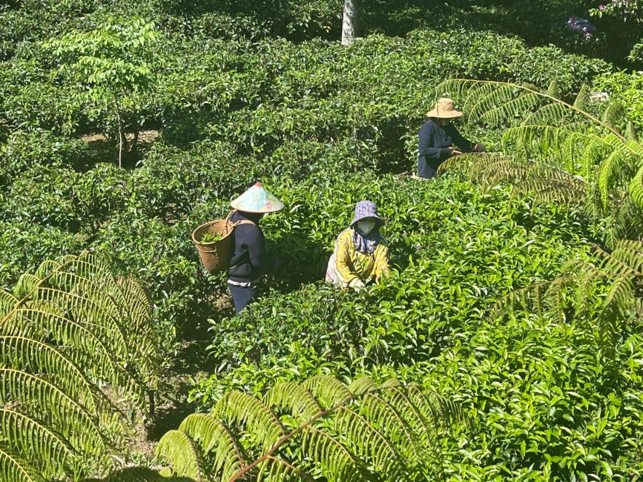 바오록 Tea Garden House 빌라 외부 사진