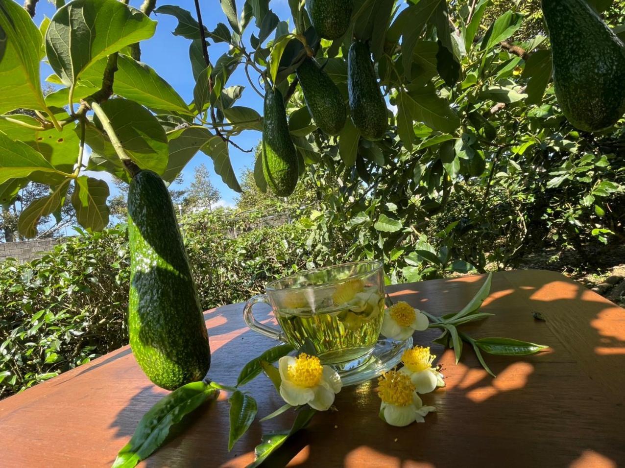 바오록 Tea Garden House 빌라 외부 사진